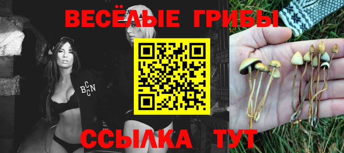 Канск  Псилоцибиновые грибы Cubensis  Вход с VPN 
